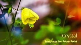  Presentation with home garden - Theme featuring home-garden-yellow-flower background and a tawny brown colored foreground