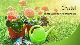 Presentation with home gardening - Presentation design consisting of home gardening and flower-growing background and a blonde colored foreground