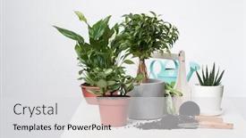  Presentation with plants - Colorful PPT theme enhanced with home-green-plants-cacti backdrop and a light gray colored foreground