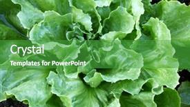  Presentation with broad - Presentation theme enhanced with home grown broad-leaved endive salad leaves in the garden background and a shamrock green colored foreground