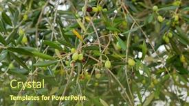  Presentation with olive green - PPT theme consisting of home-grown-green-european-olive background and a tawny brown colored foreground