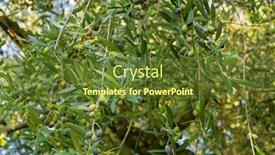  Presentation with olive green - Amazing presentation design having home-grown-green-european-olive backdrop and a tawny brown colored foreground