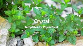  Presentation with home garden - PPT theme enhanced with home grown hybrid chocolate mint background and a shamrock green colored foreground