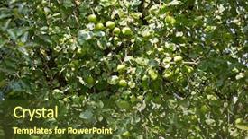  Presentation with fruit tree - Beautiful slides featuring home grown organic apple tree backdrop and a tawny brown colored foreground
