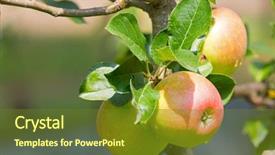  Presentation with fruit tree - Theme with home grown organic apple tree background and a tawny brown colored foreground