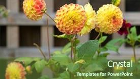  Presentation with yellow color - Cool new presentation theme with home grown pompom dahlia flowers backdrop and a tawny brown colored foreground