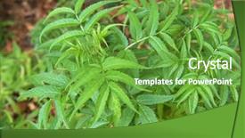  Presentation with grown - Audience pleasing slides consisting of home grown white elderberry plant sambucus gaudichaudiana in australia with blurred background backdrop and a tawny brown colored foreground