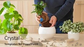  Presentation with home gardening - Presentation design featuring home man relocating ficus houseplant background and a soft green colored foreground