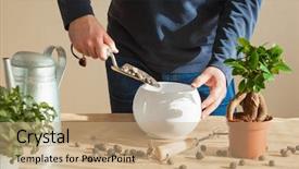  Presentation with home gardening - Audience pleasing slides consisting of home man relocating ficus houseplant backdrop and a coral colored foreground