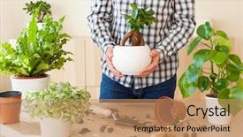  Presentation with home gardening - Colorful slide set enhanced with home man relocating ficus houseplant backdrop and a coral colored foreground