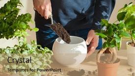  Presentation with home gardening - PPT theme featuring home man relocating ficus houseplant background and a coral colored foreground