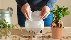  Presentation with home gardening - Slide deck enhanced with home man relocating ficus houseplant background and a coral colored foreground