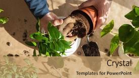  Presentation with home gardening - Slide set consisting of home man relocating ficus houseplant background and a coral colored foreground