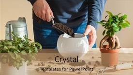  Presentation with home gardening - Cool new PPT theme with home man relocating ficus houseplant backdrop and a coral colored foreground