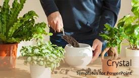  Presentation with home gardening - Theme featuring home man relocating ficus background and a coral colored foreground