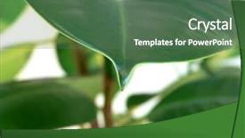  Presentation with close up dumb cane leaves - PPT layouts enhanced with home plant ficus leaves close background and a ocean colored foreground