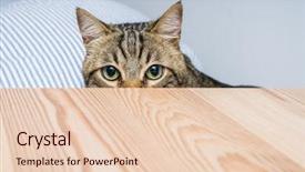  Presentation with cat - Amazing presentation theme having home playing hide and seek backdrop and a lemonade colored foreground