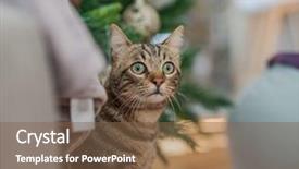  Presentation with cat - Cool new slide deck with home playing hide and seek backdrop and a violet colored foreground