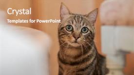  Presentation with hide - Cool new slide set with home playing hide and seek backdrop and a coral colored foreground