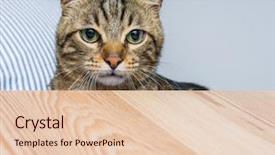  Presentation with hide - Beautiful presentation theme featuring home playing hide and seek backdrop and a lemonade colored foreground