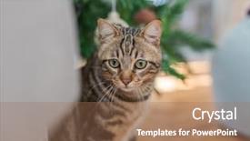  Presentation with hide - Amazing slides having home playing hide and seek backdrop and a coral colored foreground