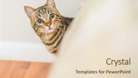  Presentation with hide - Slide deck having home playing hide and seek background and a lemonade colored foreground