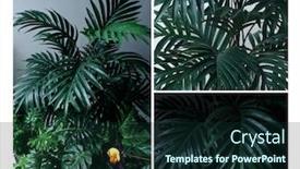  Presentation with green coconut - Slide set with home-tropical-garden-tropical-green background and a wine colored foreground