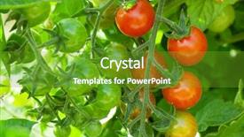  Presentation with tomato plant - PPT layouts enhanced with homegrown cherry tomatoes in garden background and a tawny brown colored foreground