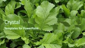  Presentation with brassica juncea - PPT layouts consisting of homegrown mustard green brassica juncea background and a tawny brown colored foreground