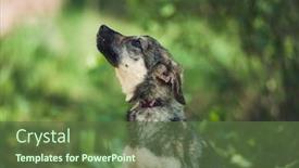  Presentation with homeless - Presentation theme featuring homeless-brown-puppy-sitting background and a tawny brown colored foreground