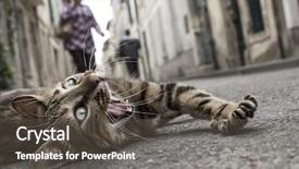  Presentation with homeless - Colorful presentation theme enhanced with homeless cat on the ground backdrop and a  colored foreground