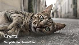  Presentation with homeless - Presentation design enhanced with homeless cat on the ground background and a  colored foreground