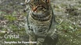  Presentation with homeless - Colorful slide deck enhanced with homeless cat outdoors backdrop and a dark gray colored foreground