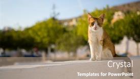  Presentation with homeless - Audience pleasing slides consisting of homeless-cat-red-and-white backdrop and a coral colored foreground