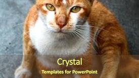  Presentation with homeless - Colorful PPT theme enhanced with homeless cat backdrop and a tawny brown colored foreground