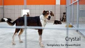  Presentation with dog shelter - PPT theme consisting of pet adoption - homeless dog in a shelter background and a light gray colored foreground
