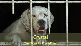  Presentation with animal shelter - Presentation theme with rescue center - portrait of sad homeless dog background and a tawny brown colored foreground