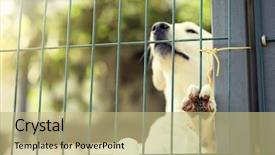  Presentation with dog shelter - Colorful slide deck enhanced with homeless dog in animal shelter backdrop and a mint green colored foreground