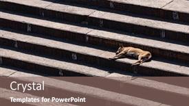  Presentation with homeless - PPT theme featuring homeless-dog-in-india-laying background and a violet colored foreground