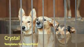  Presentation with animal shelter - Presentation theme having homeless dogs in animal shelter background and a violet colored foreground
