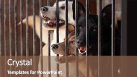 Presentation with animal shelter - Theme with homeless dogs in animal shelter background and a tawny brown colored foreground