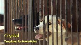  Presentation with animal rescue - Amazing slide set having rescue center - homeless dogs in animal shelter backdrop and a tawny brown colored foreground