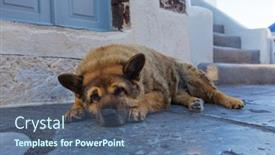  Presentation with homeless - Slide deck with homeless shaggy dog lying at the entrance to the shop on the street in oia santorini thira island greece europe background and a ocean colored foreground