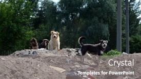  Presentation with homeless - 