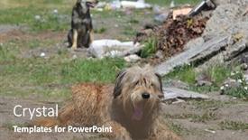  Presentation with homeless - 