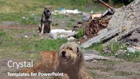  Presentation with homeless - 