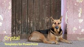  Presentation with homeless - Presentation theme enhanced with homeless stray street dog laying background and a tawny brown colored foreground