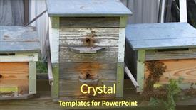 Presentation with bee - Cool new PPT theme with homemade bee hives with bees backdrop and a tawny brown colored foreground