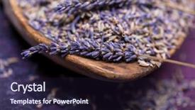  Presentation with lavendar - Colorful PPT theme enhanced with homeopathy - closeup of sprigs of lavendar backdrop and a wine colored foreground