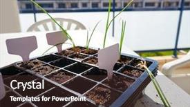  Presentation with seedling - Amazing slide set having homestead - seedling with first sprouts backdrop and a tawny brown colored foreground